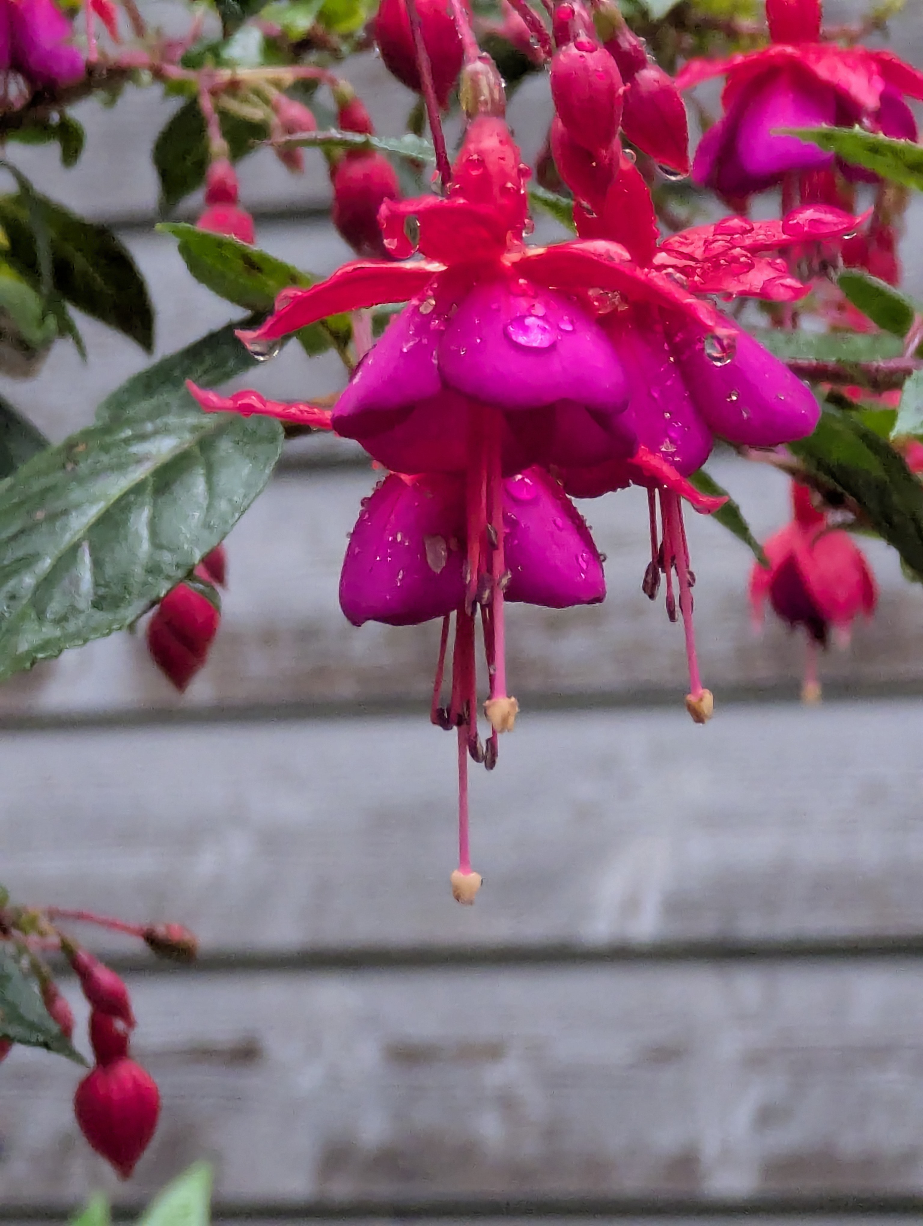Botonic Gardens, Muenster, Germany